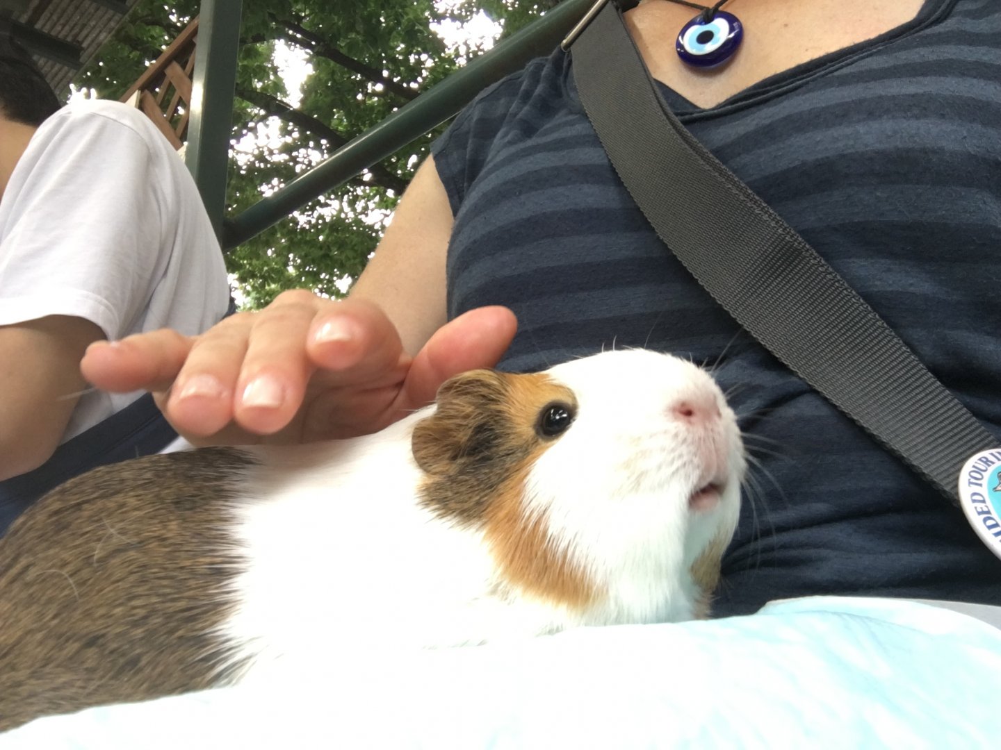 guinea pig on my mother's lap