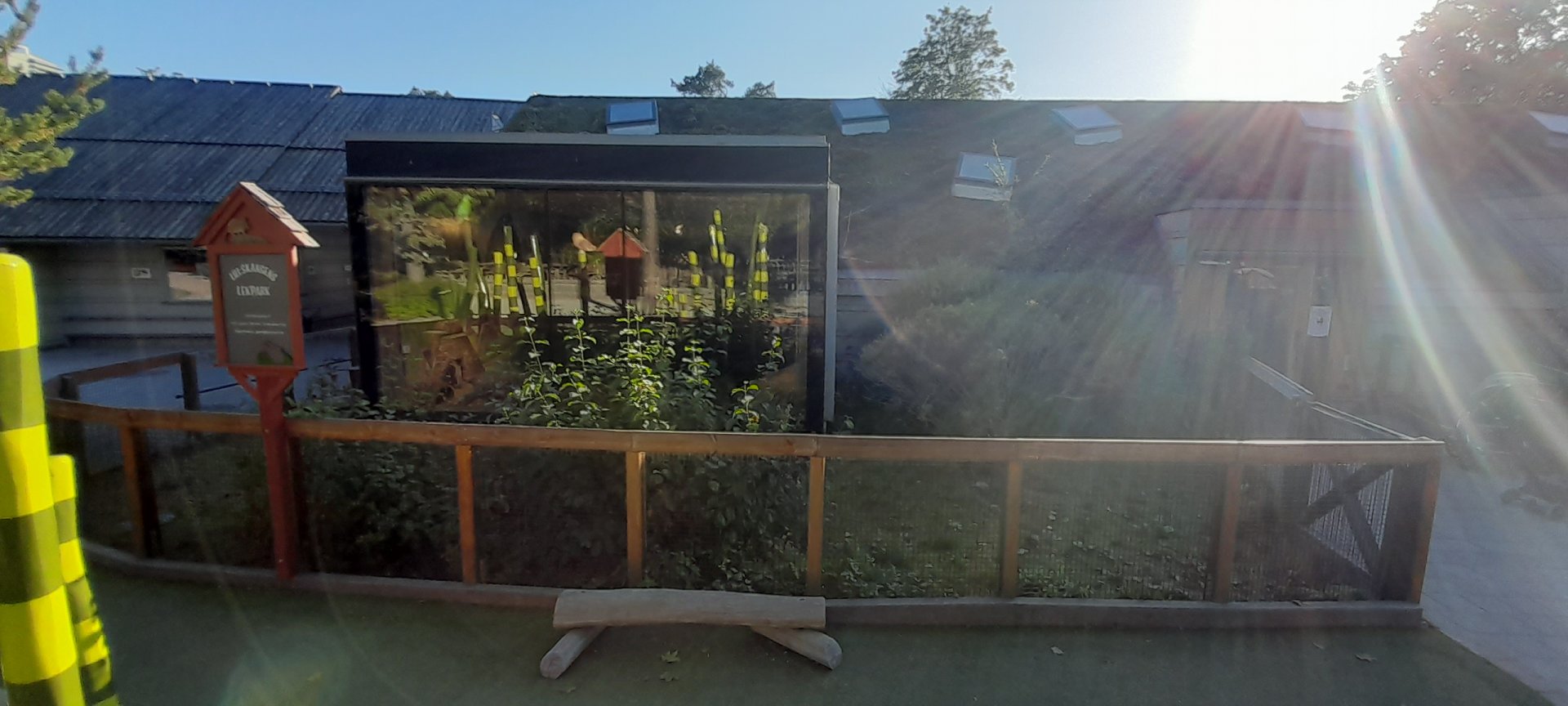 Guinea pig outdoor yard