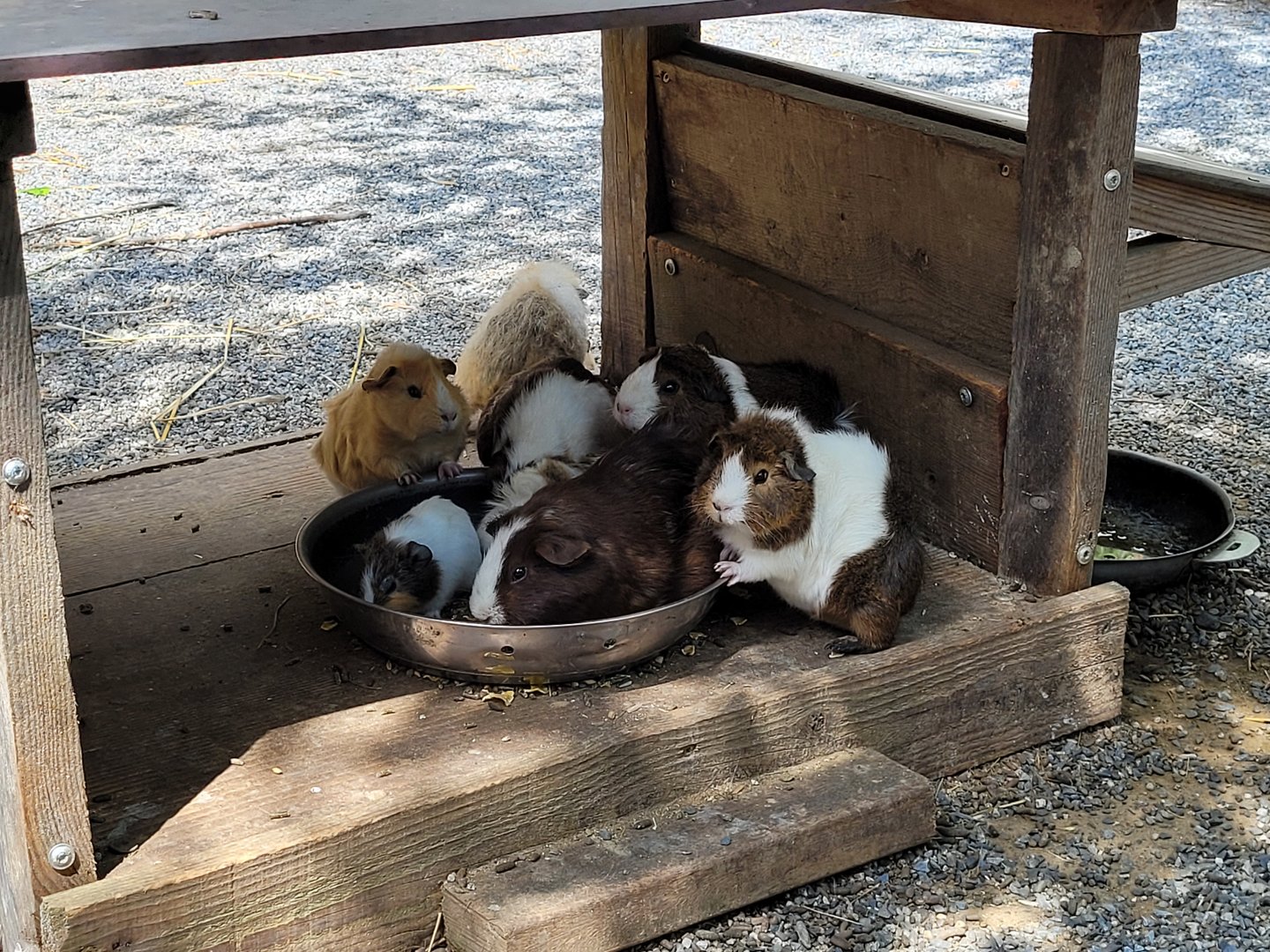 Guinea pig -Parc Animalier des Pyrénées (2023)