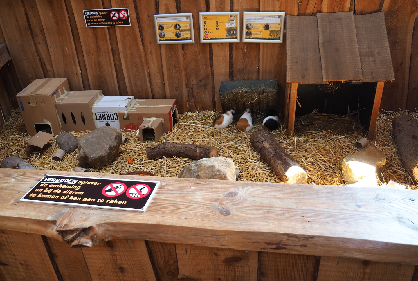 Guinea pig pen in the central barn, 2020-09-12