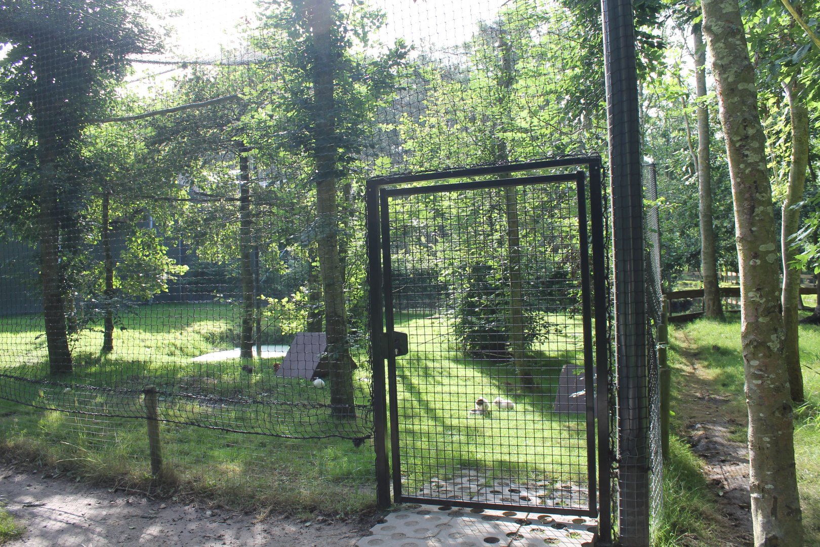 Guinea-pig - Scarlet ibis Enclosure