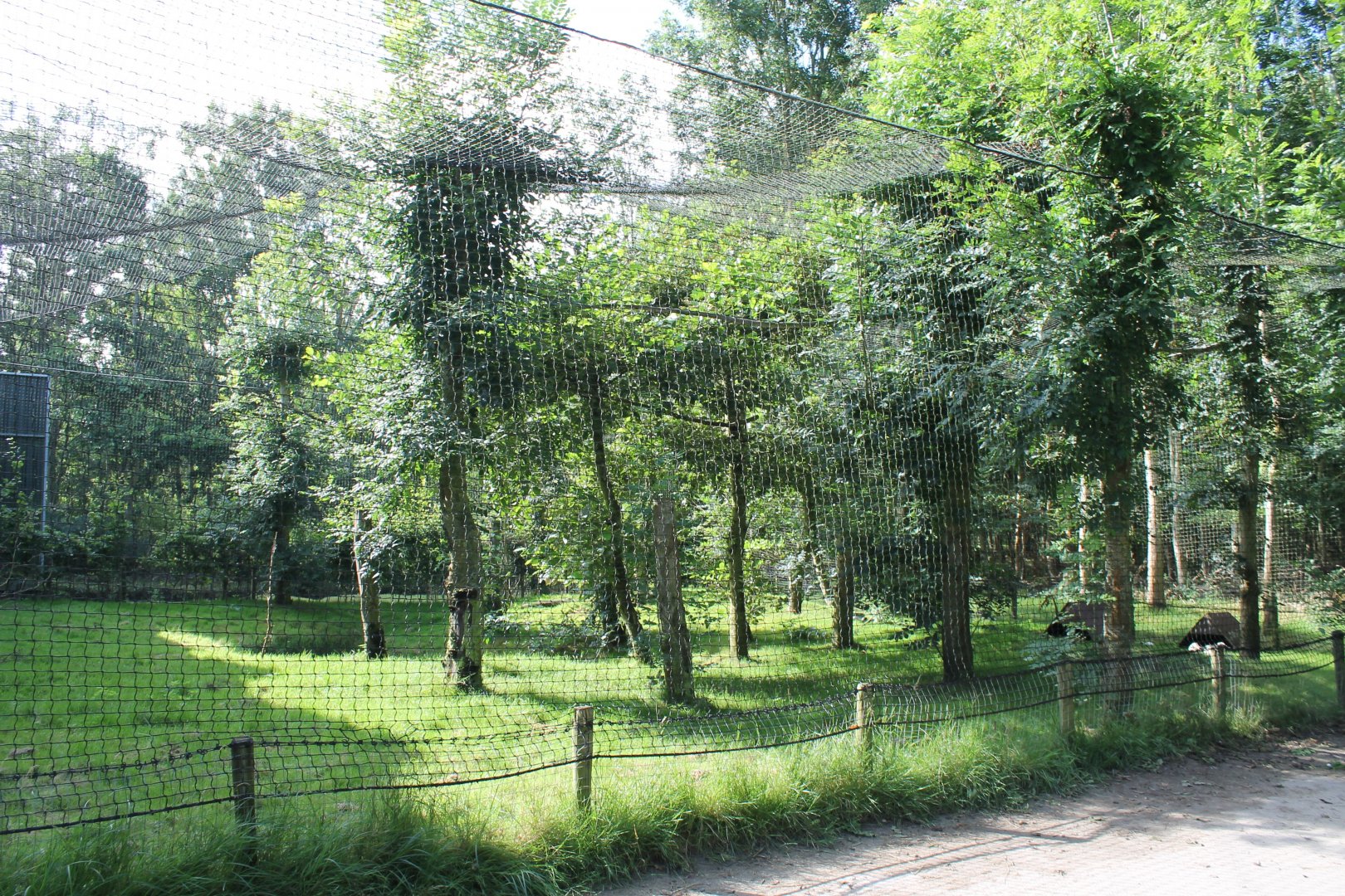 Guinea-pig - Scarlet ibis Enclosure