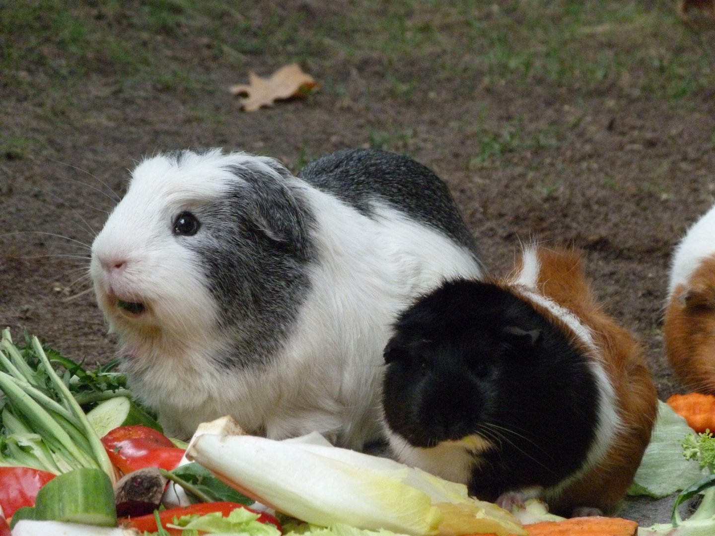Guinea pig -Tierpark Berlin (2024)