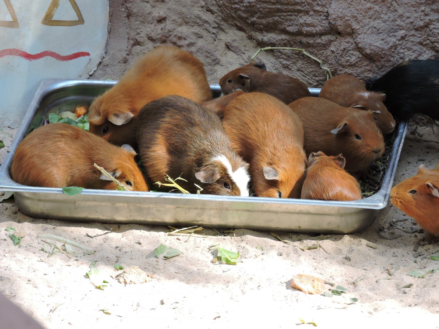 Guinea Pig Tray Bake