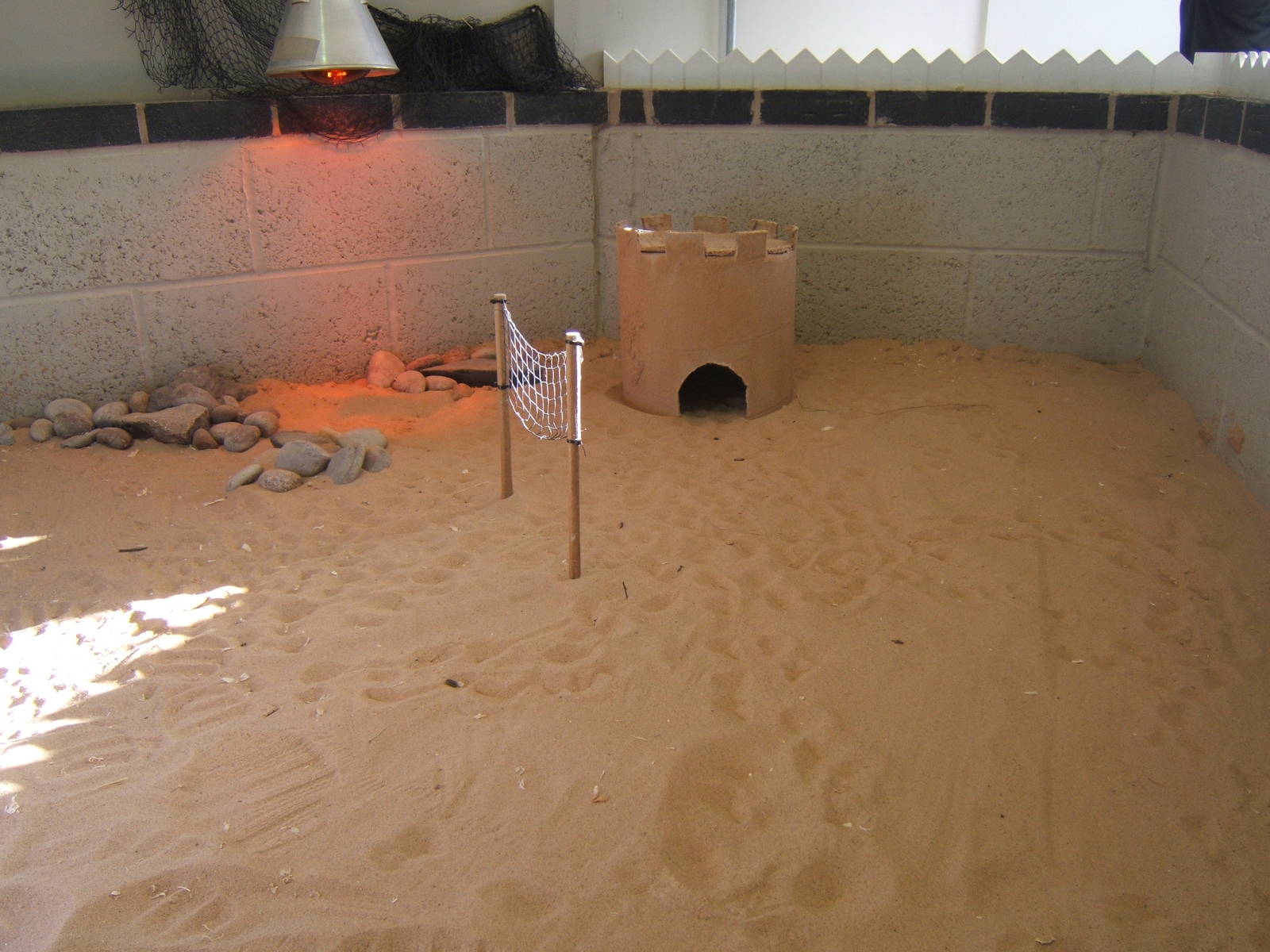Guinea Pig volleyball court