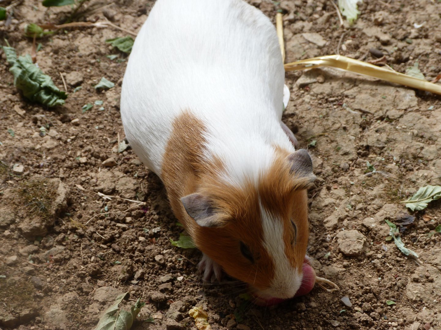 Guinea pig -Zoodyssée (2025)