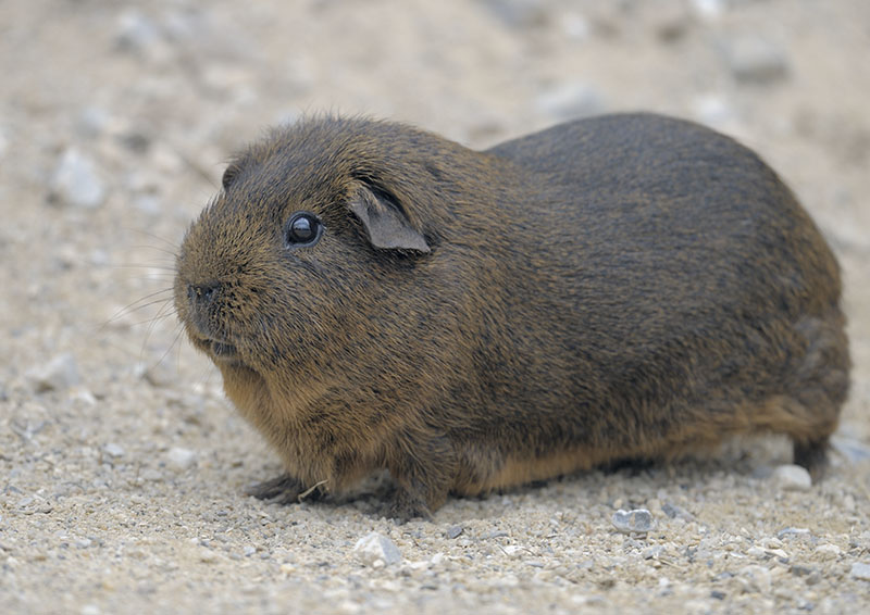 Guinea pig