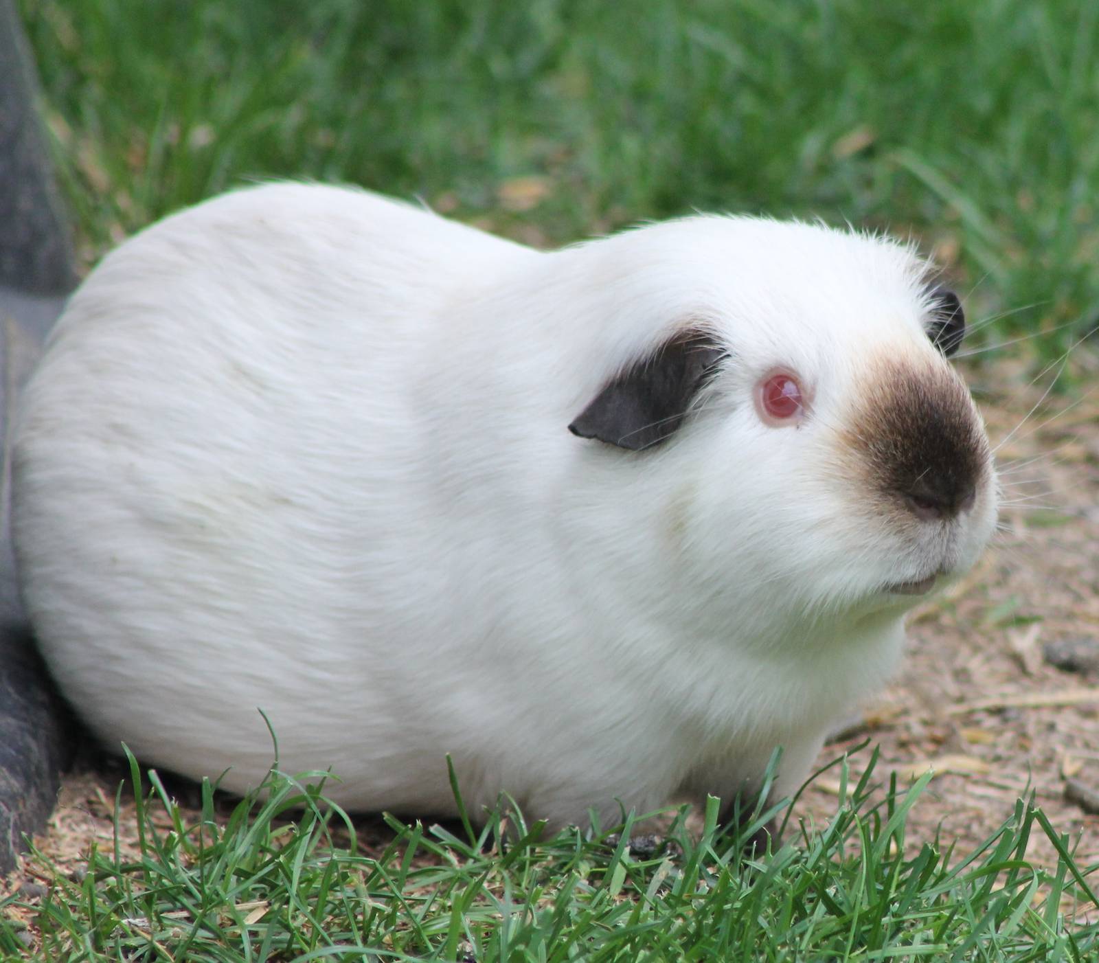Guinea pig