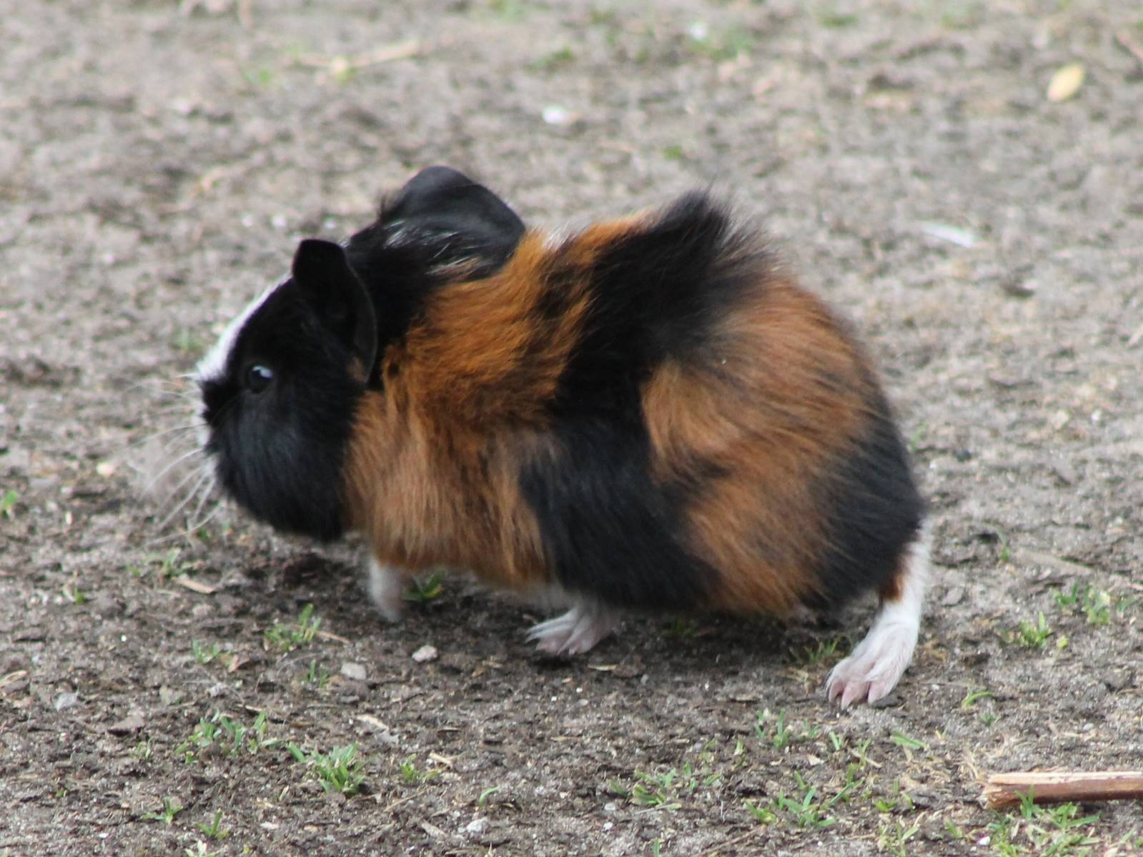 Guinea-pig