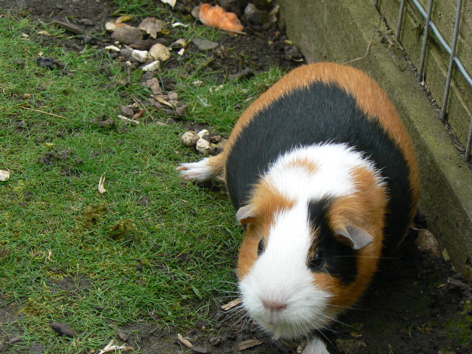 Guinea Pig