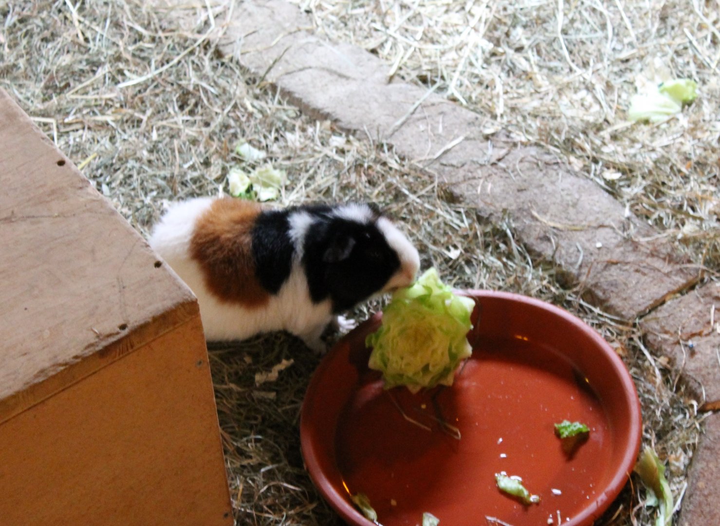 Guinea-pig