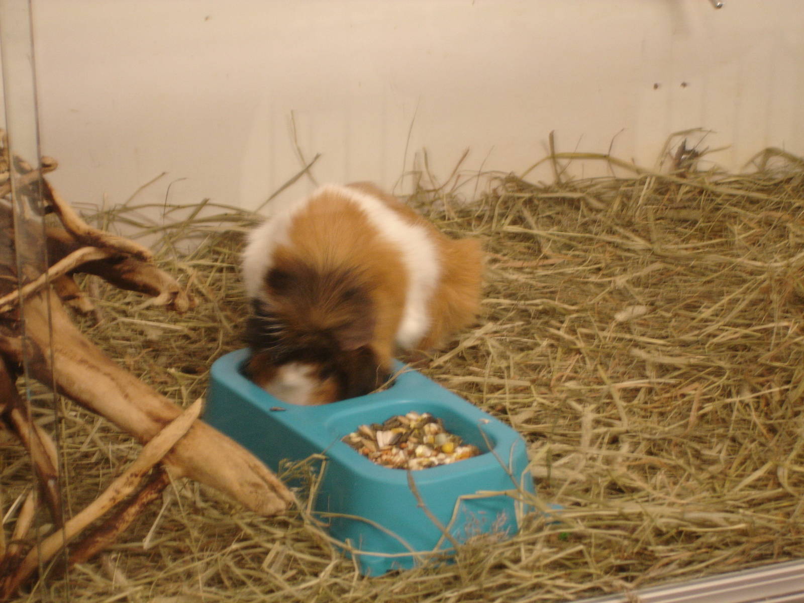 Guinea Pig