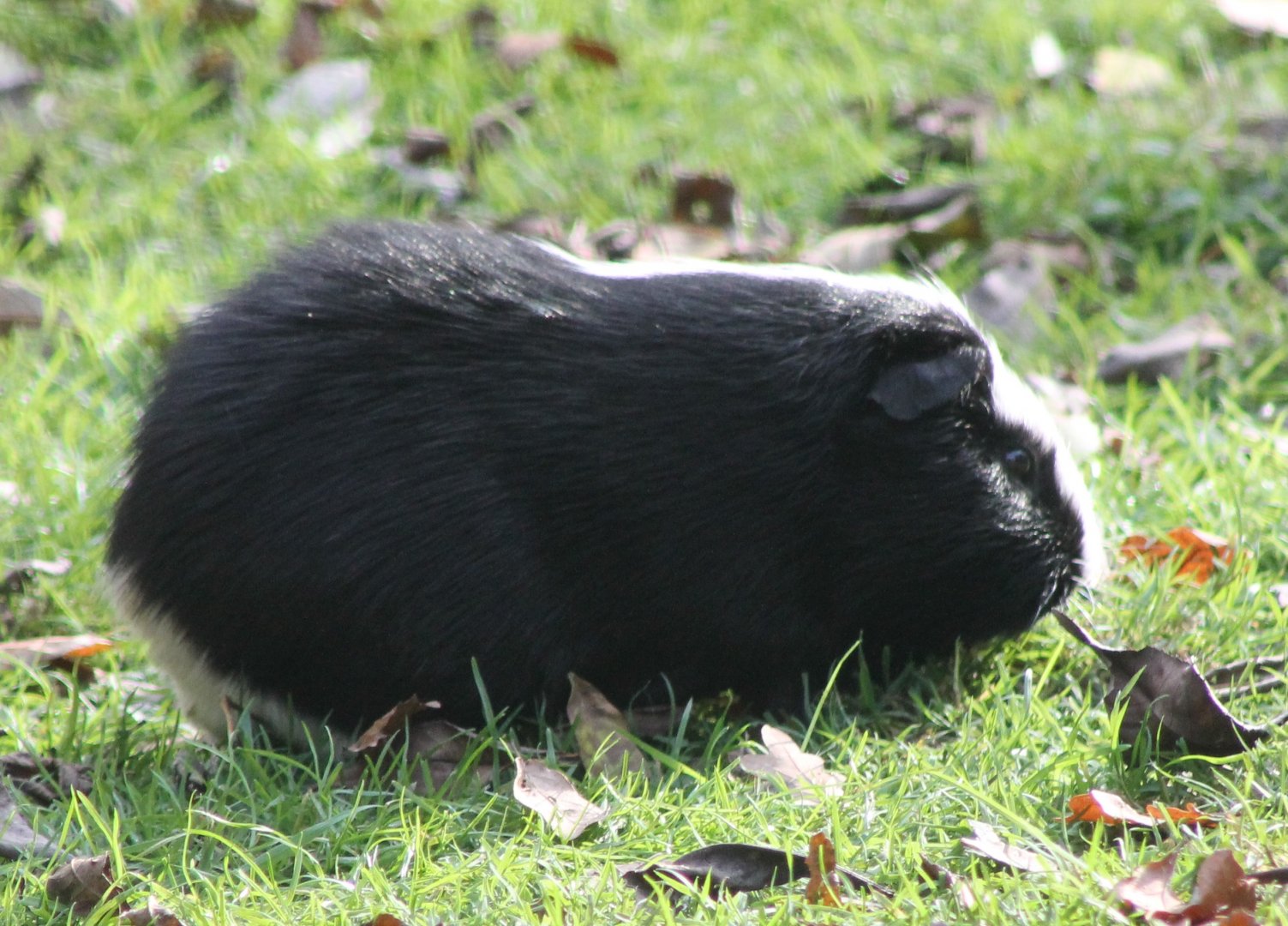 Guinea pig