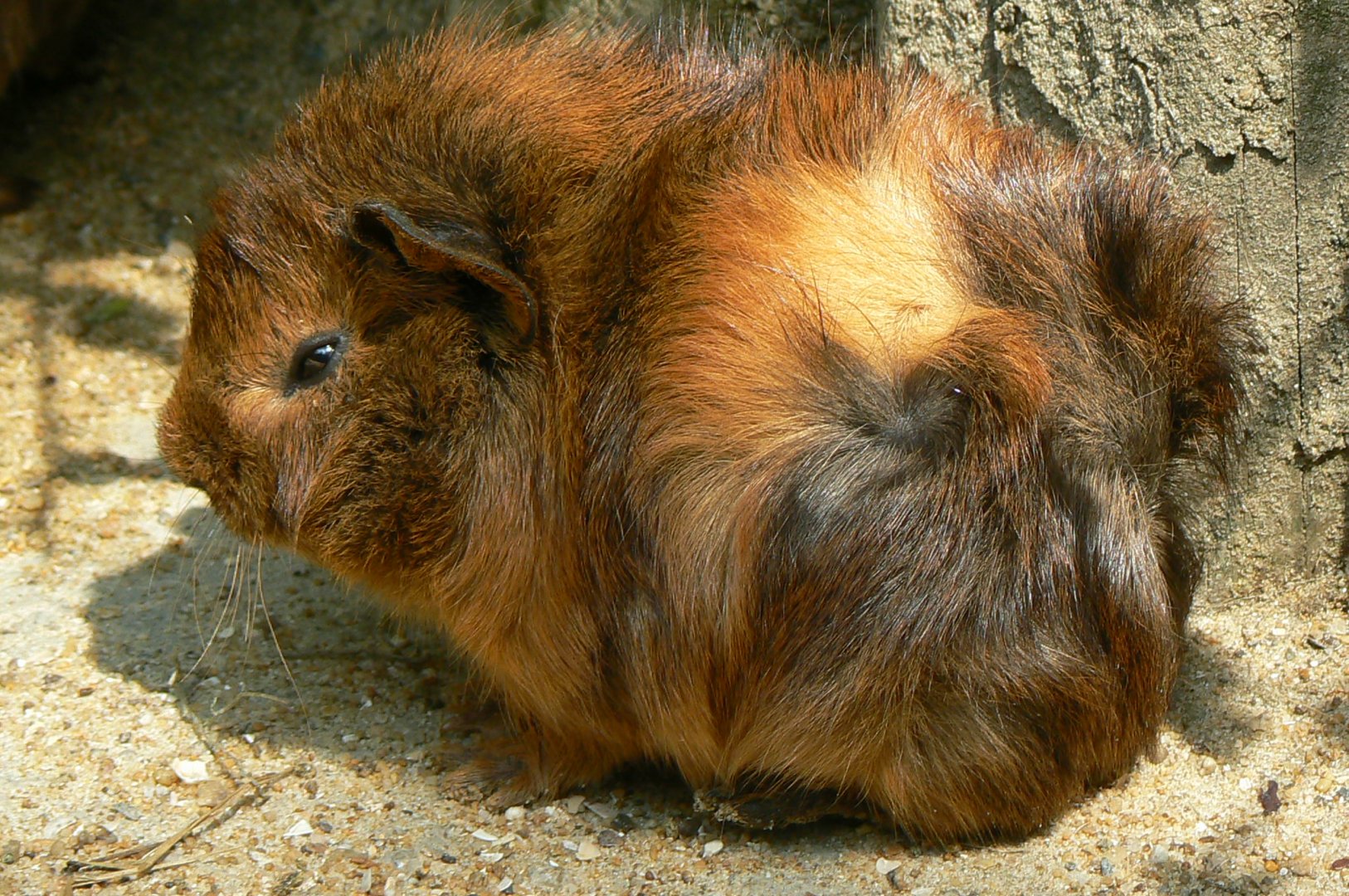 Guinea pig
