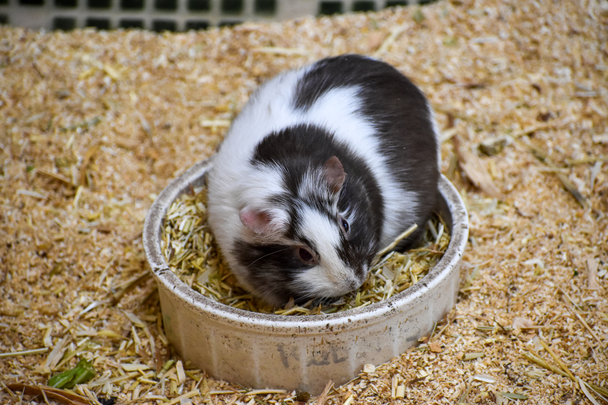 Guinea Pig