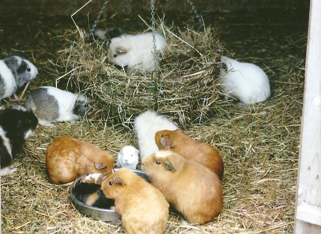 Guinea Pigs 11th September 2012