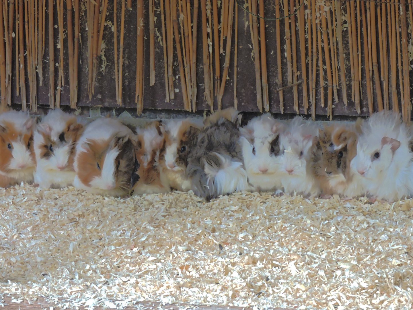 Guinea pigs [2015]