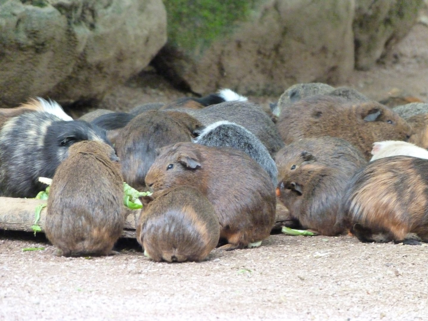 Guinea pigs -Bioparc de Doué la Fontaine (2025)