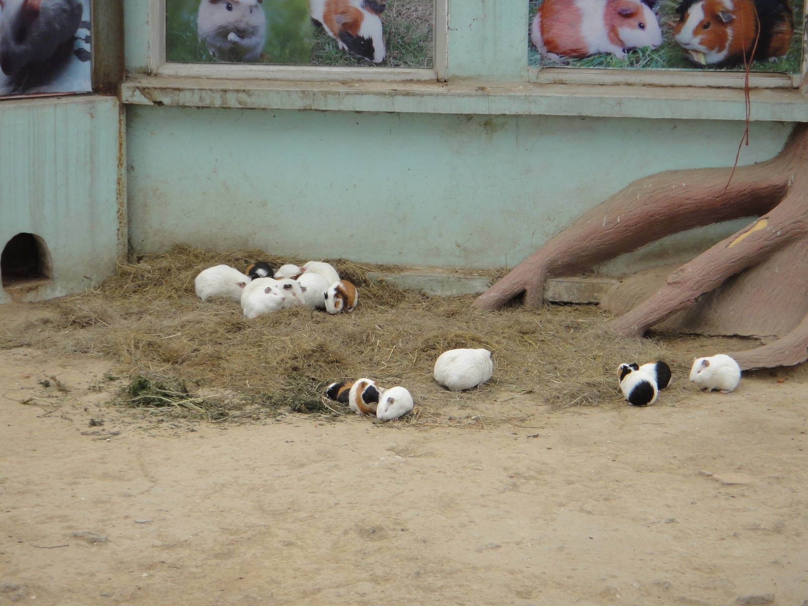 Guinea pigs (Cavia porcellus)
