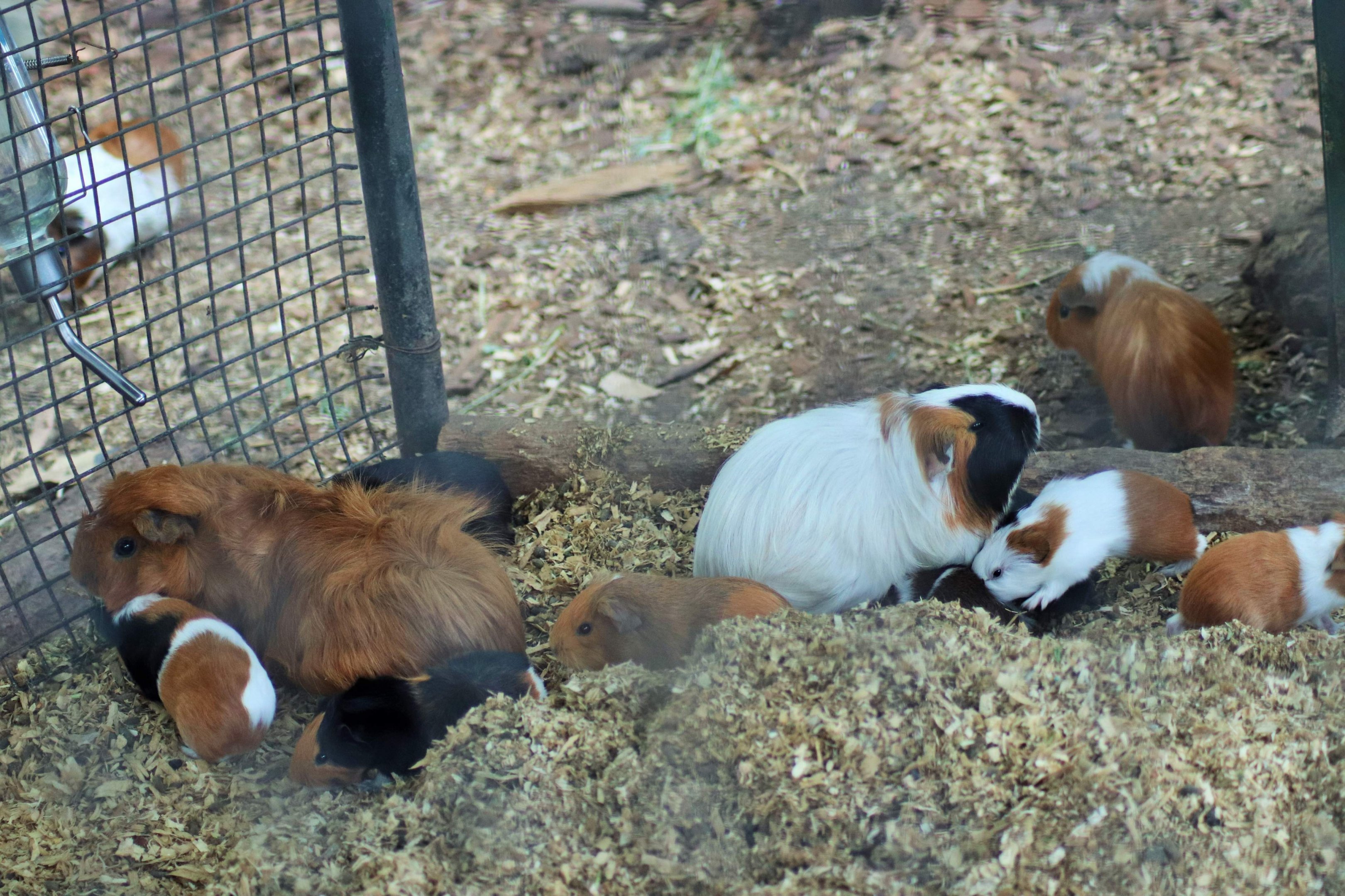 Guinea Pigs (Cavia porcellus)