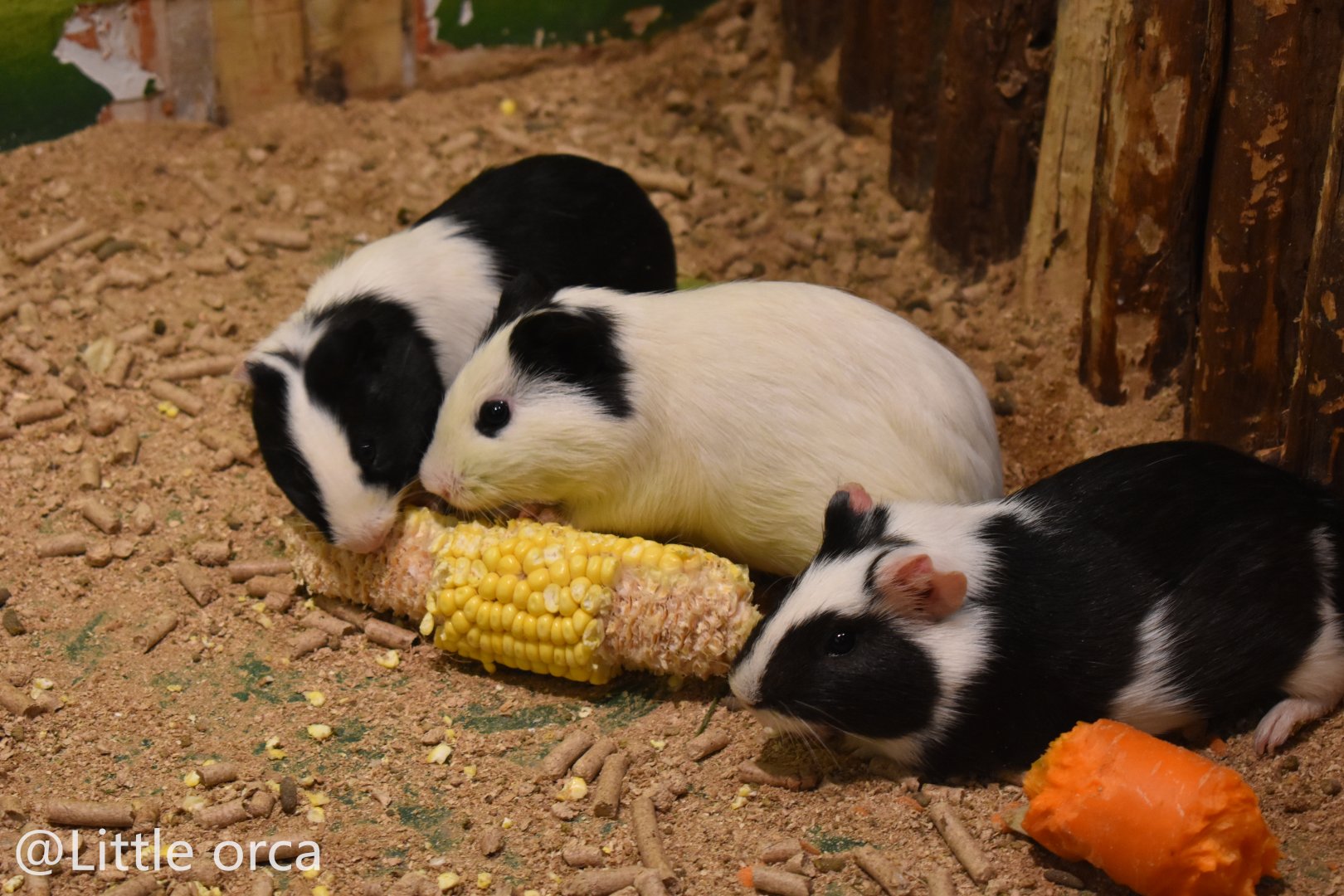guinea pigs (Cavia porcellus)