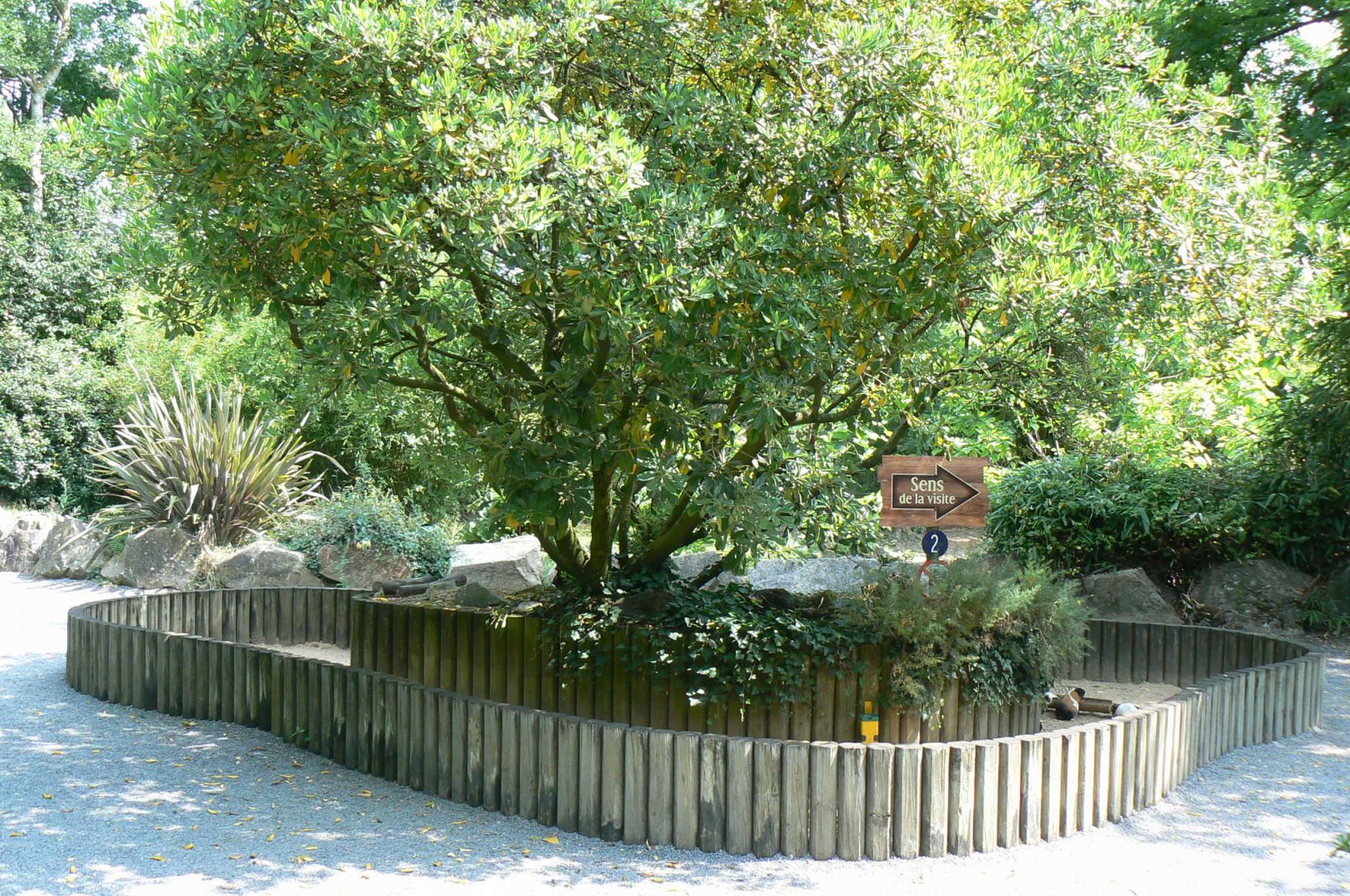 Guinea pigs enclosure