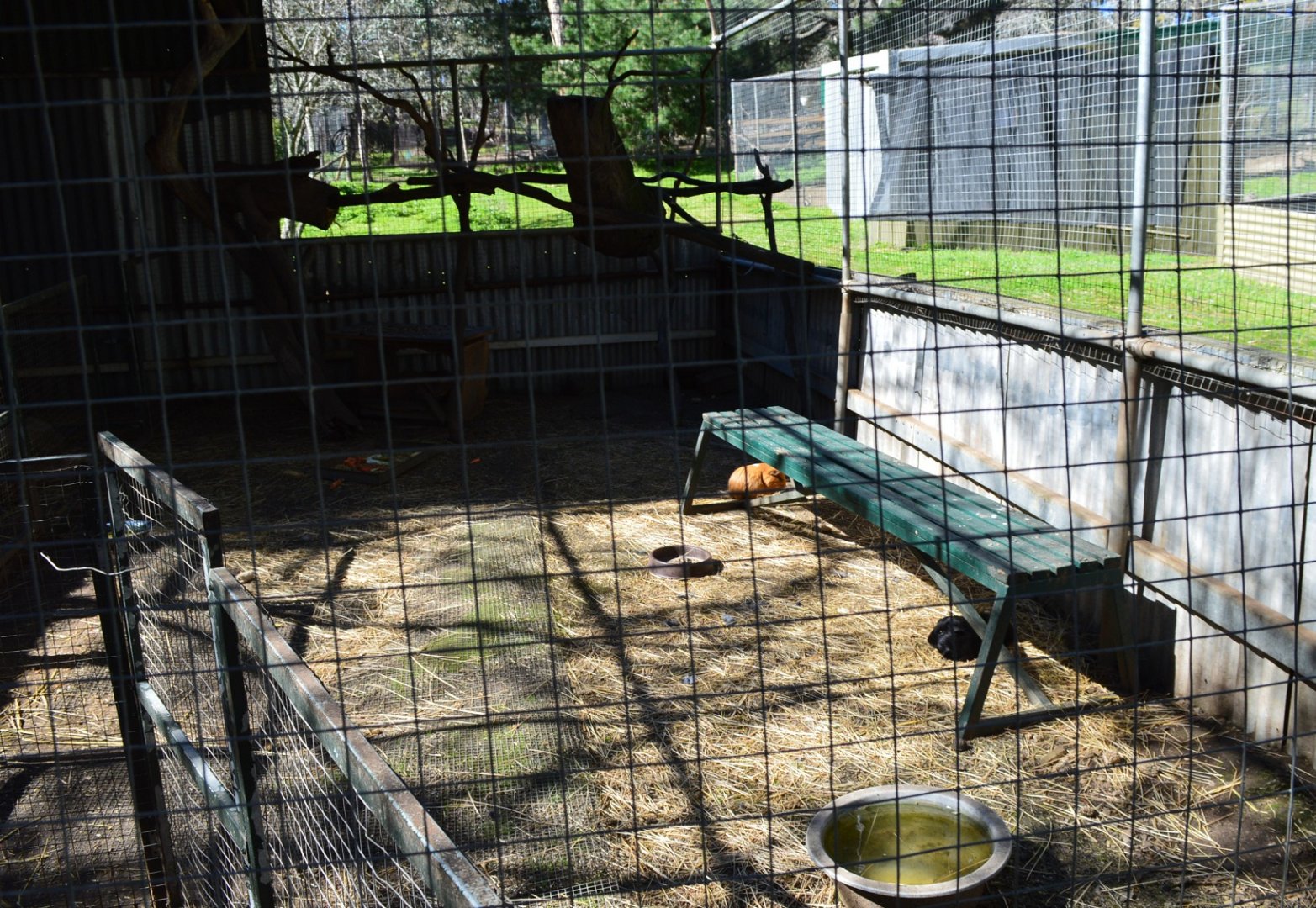 Guinea Pigs - Humbug Scrub