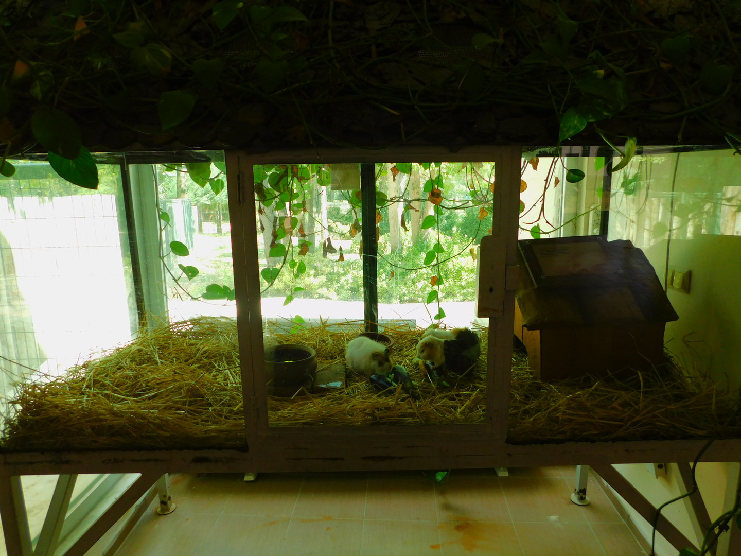 Guinea Pigs in the South America House