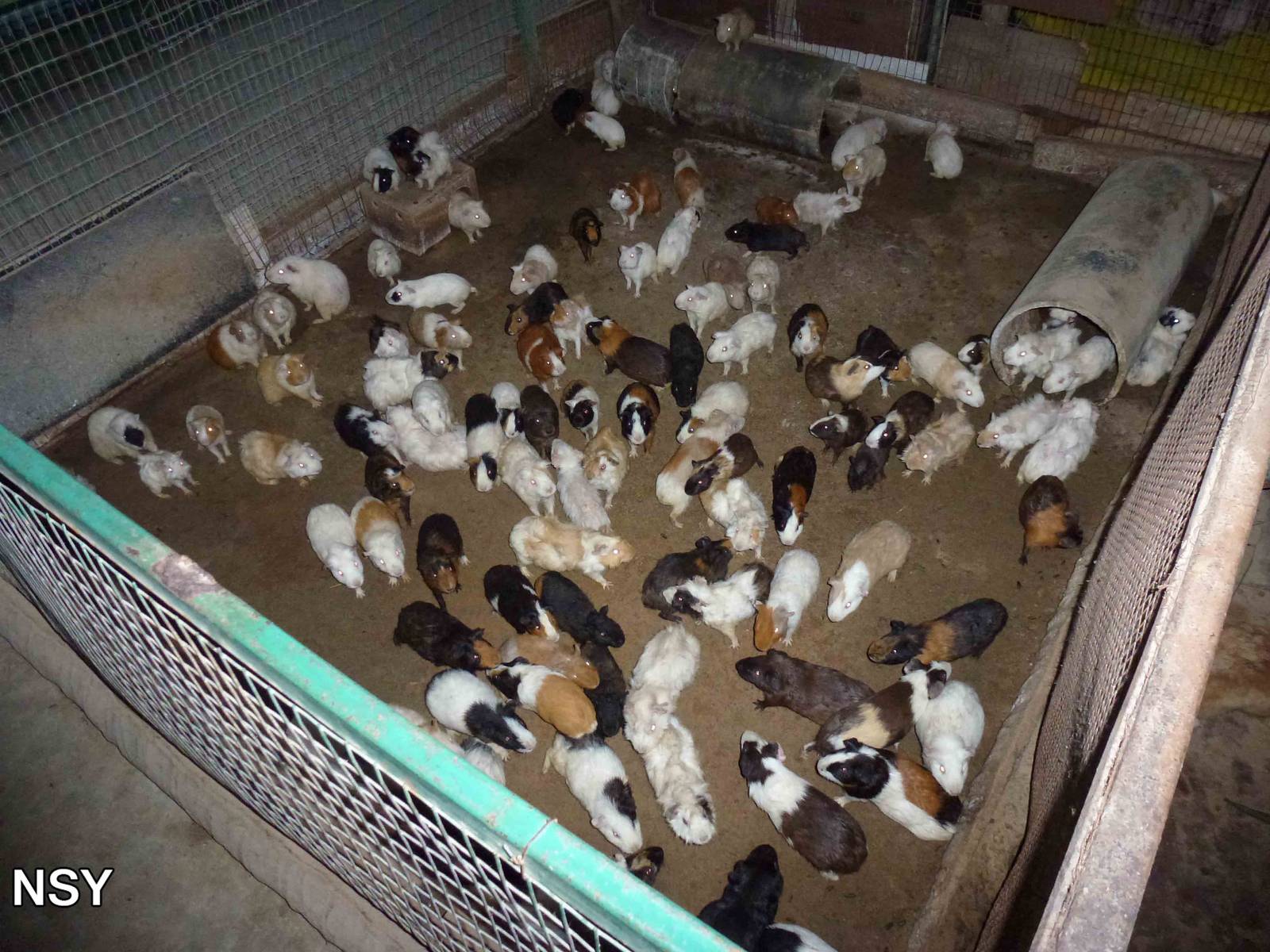 Guinea pigs, June 2013.