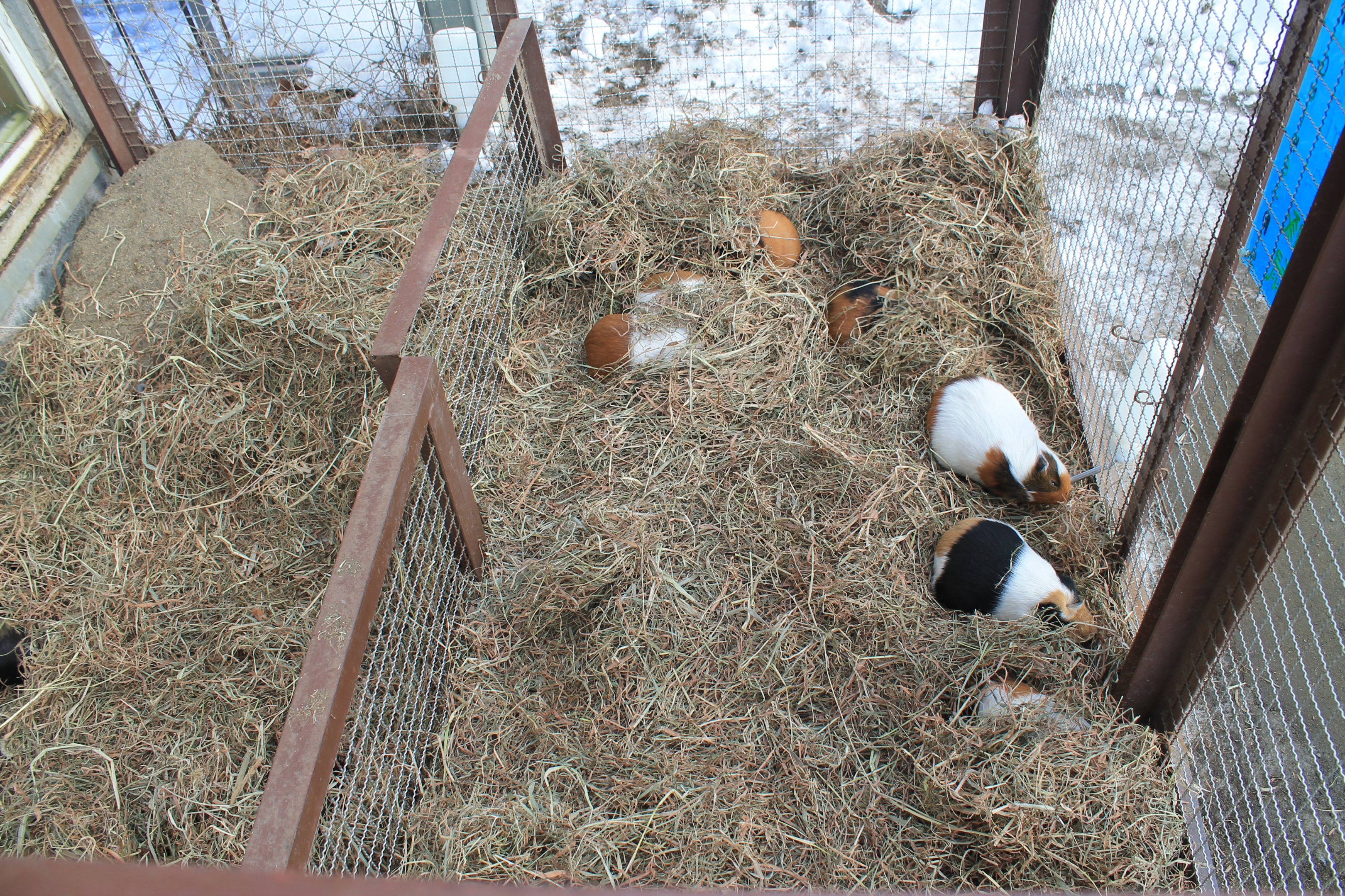 Guinea Pigs, Kushiro Zoo