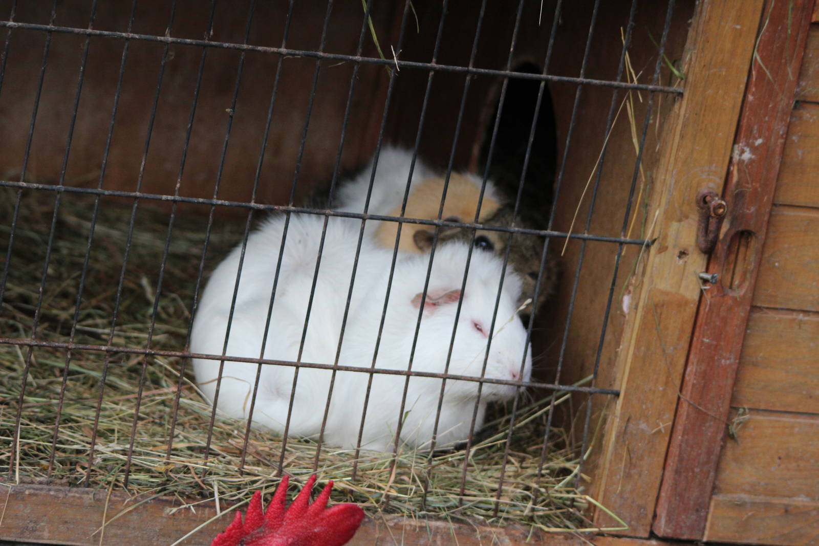Guinea Pigs, Reikorangi Pottery Park