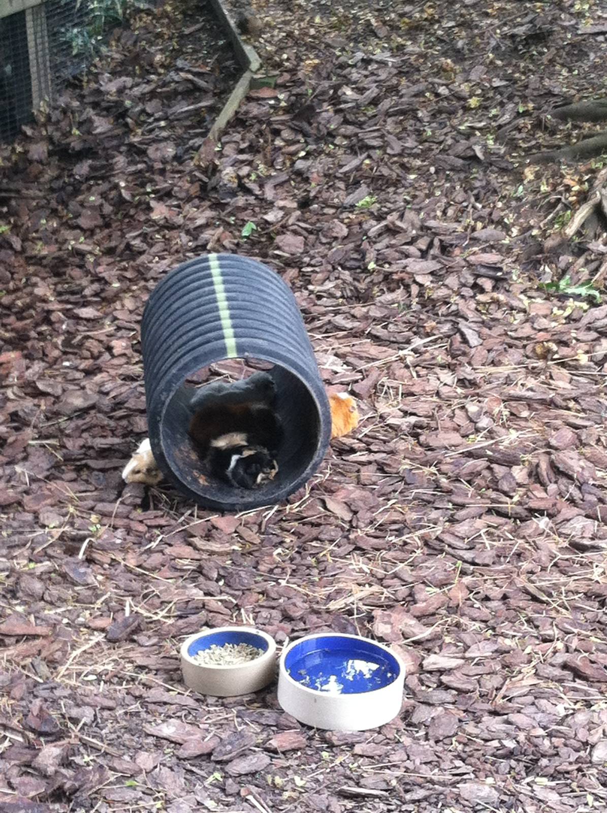 Guinea Pigs Sleeping in Tube