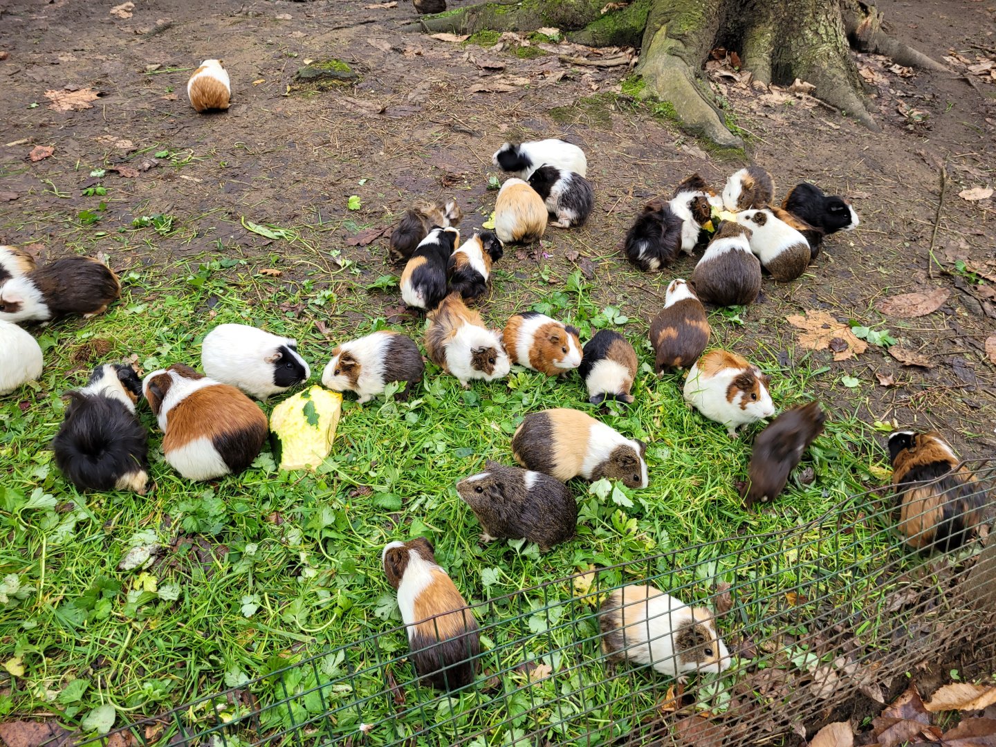 Guinea pigs -Zoo de Santillana del Mar (2023)