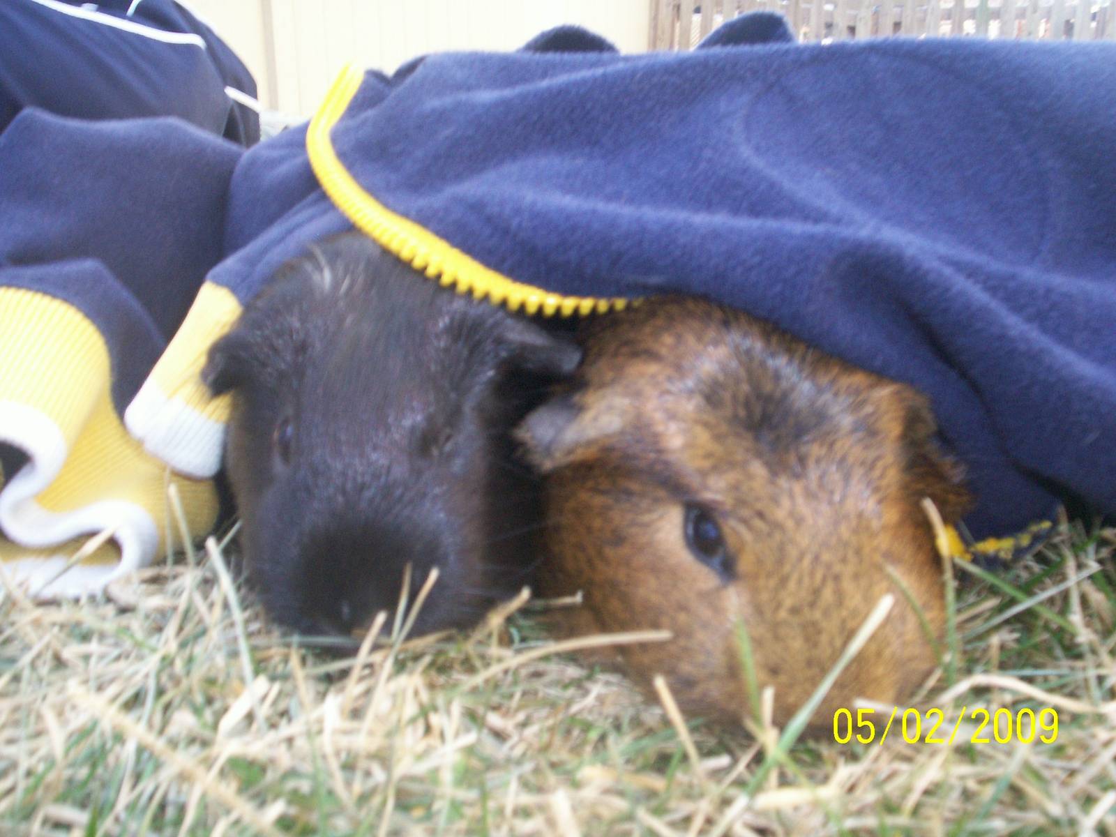 Guinea Pigs
