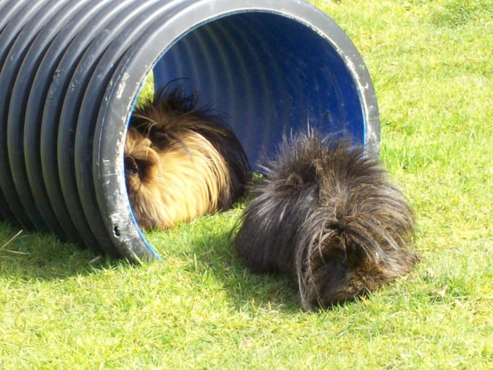 guinea pigs