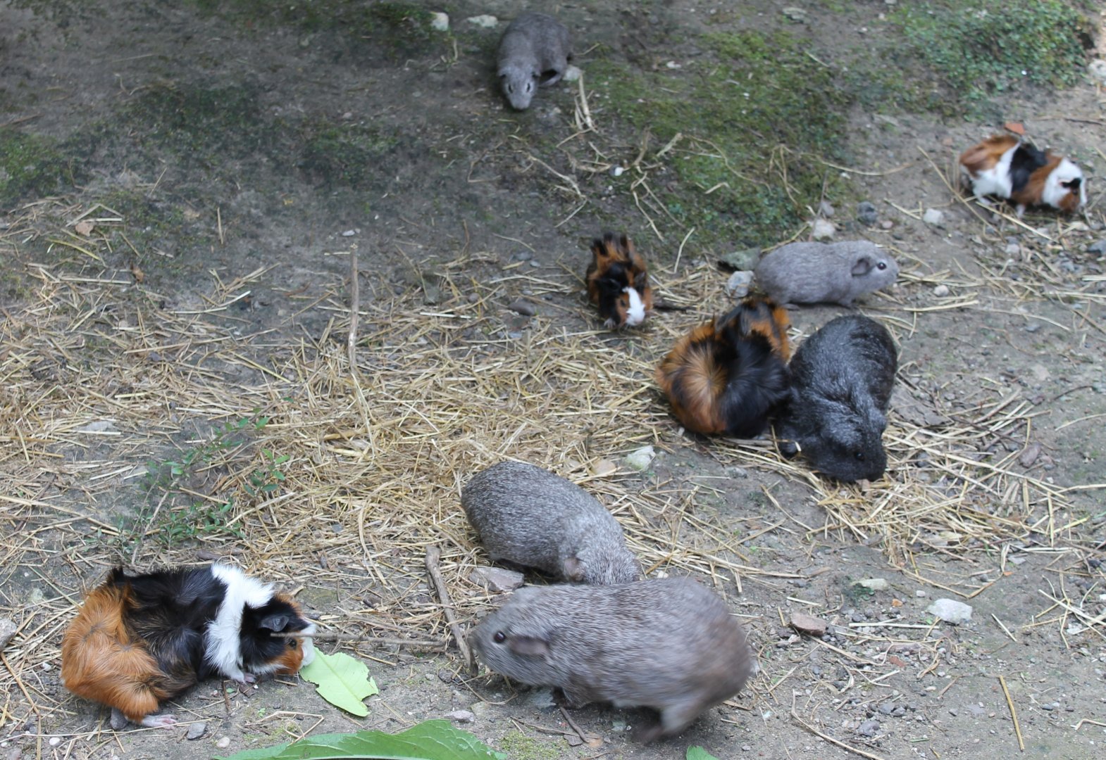 Guinea-pigs