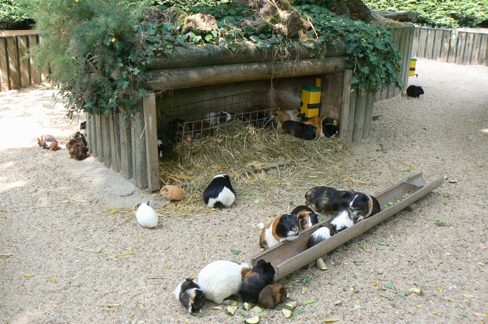 Guinea pigs