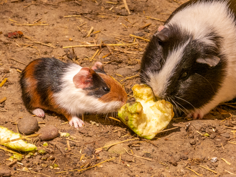 Guinea pigs