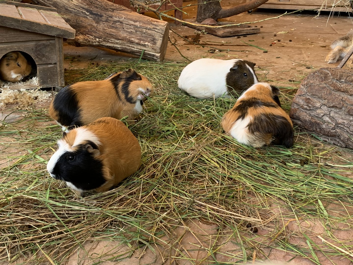 Guinea pigs
