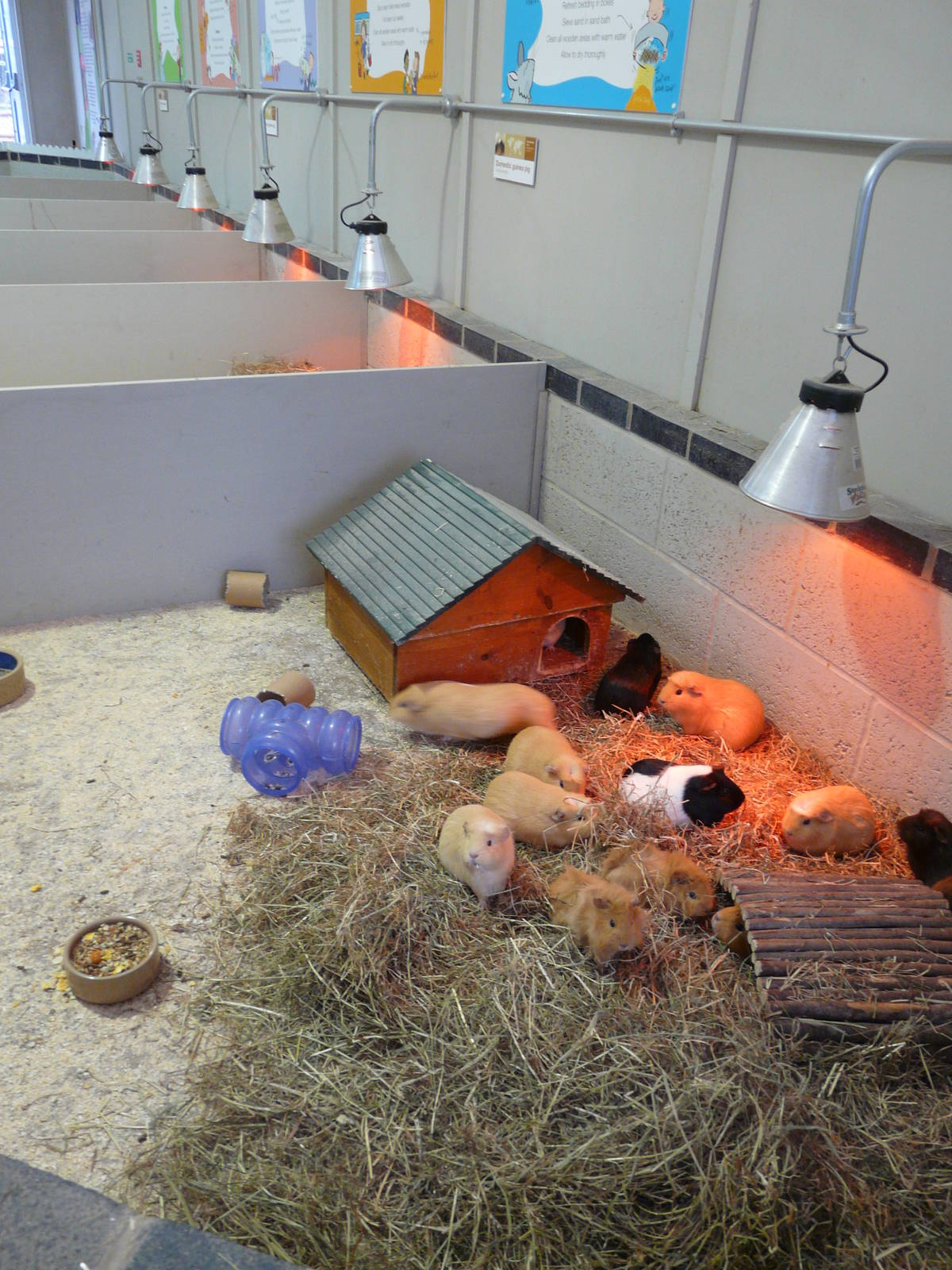 Guinea Pigs