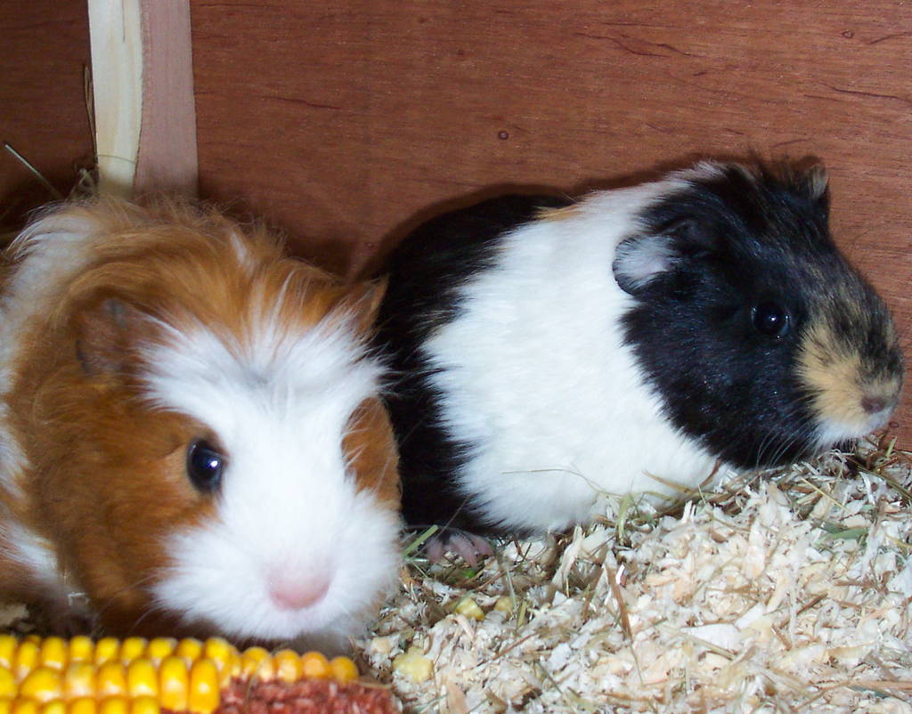 Guinea pigs!!