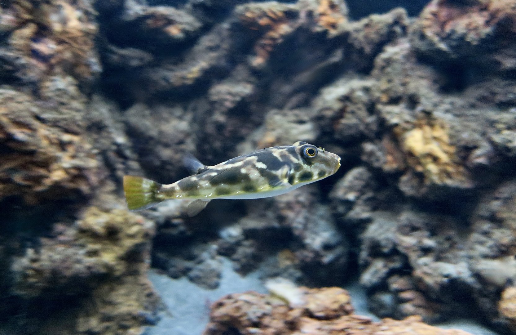 Guinea Puffer (Sphoeroides marmoratus)