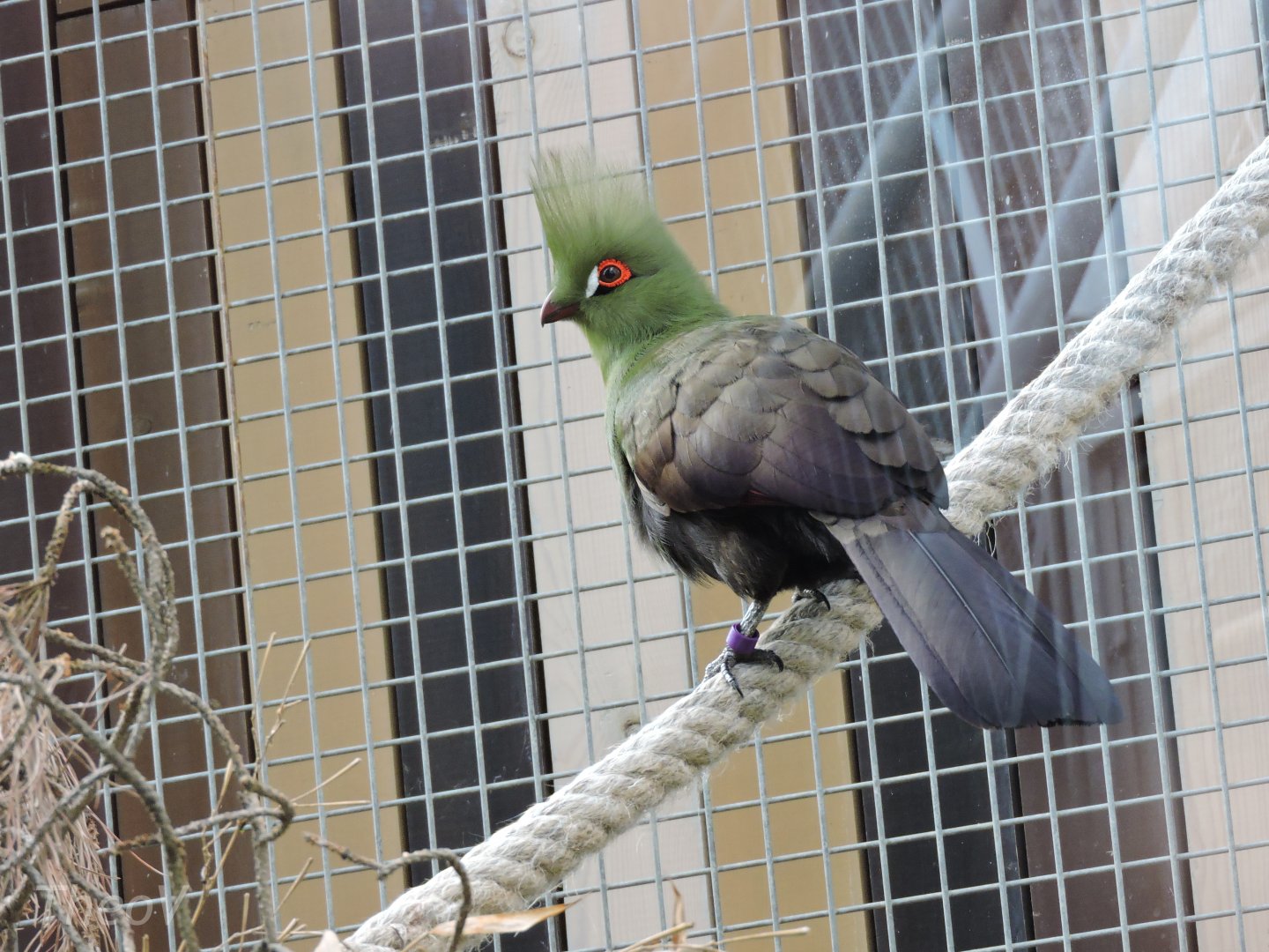 Guinea turaco [2015]