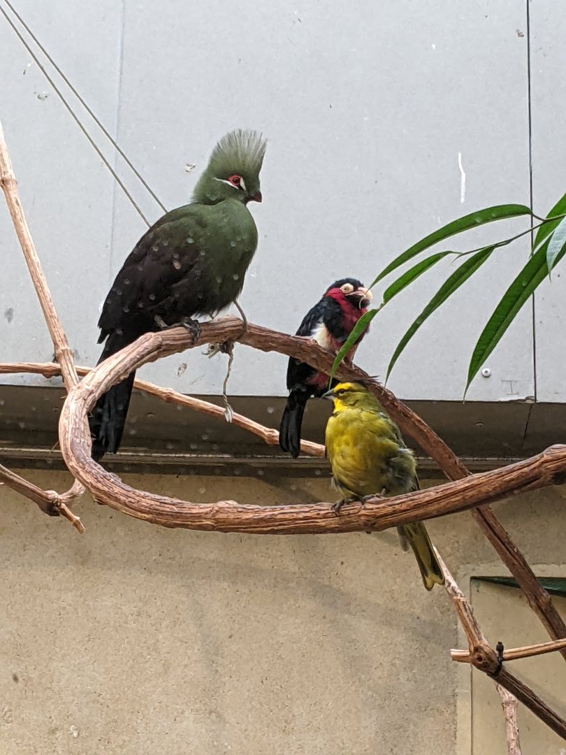 Guinea Turaco, Bearded Barbet, & Yellow Cardinal