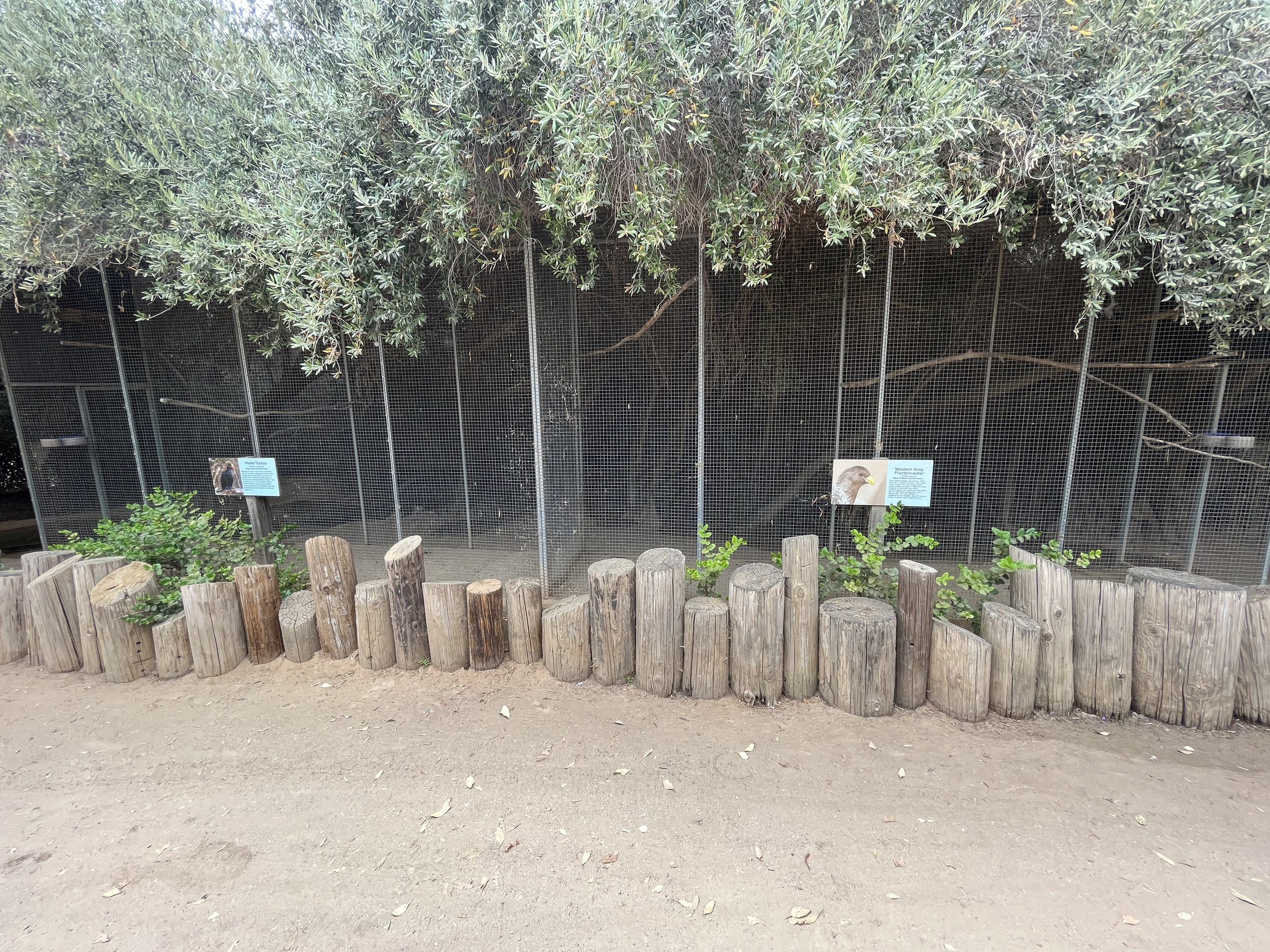 Guinea Turaco + Collie’s Magpie Jay Aviaries