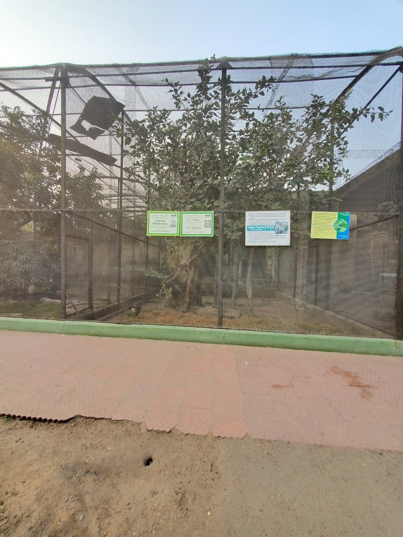 Guinea Turaco + Indian Peafowl Exhibit - January 2023