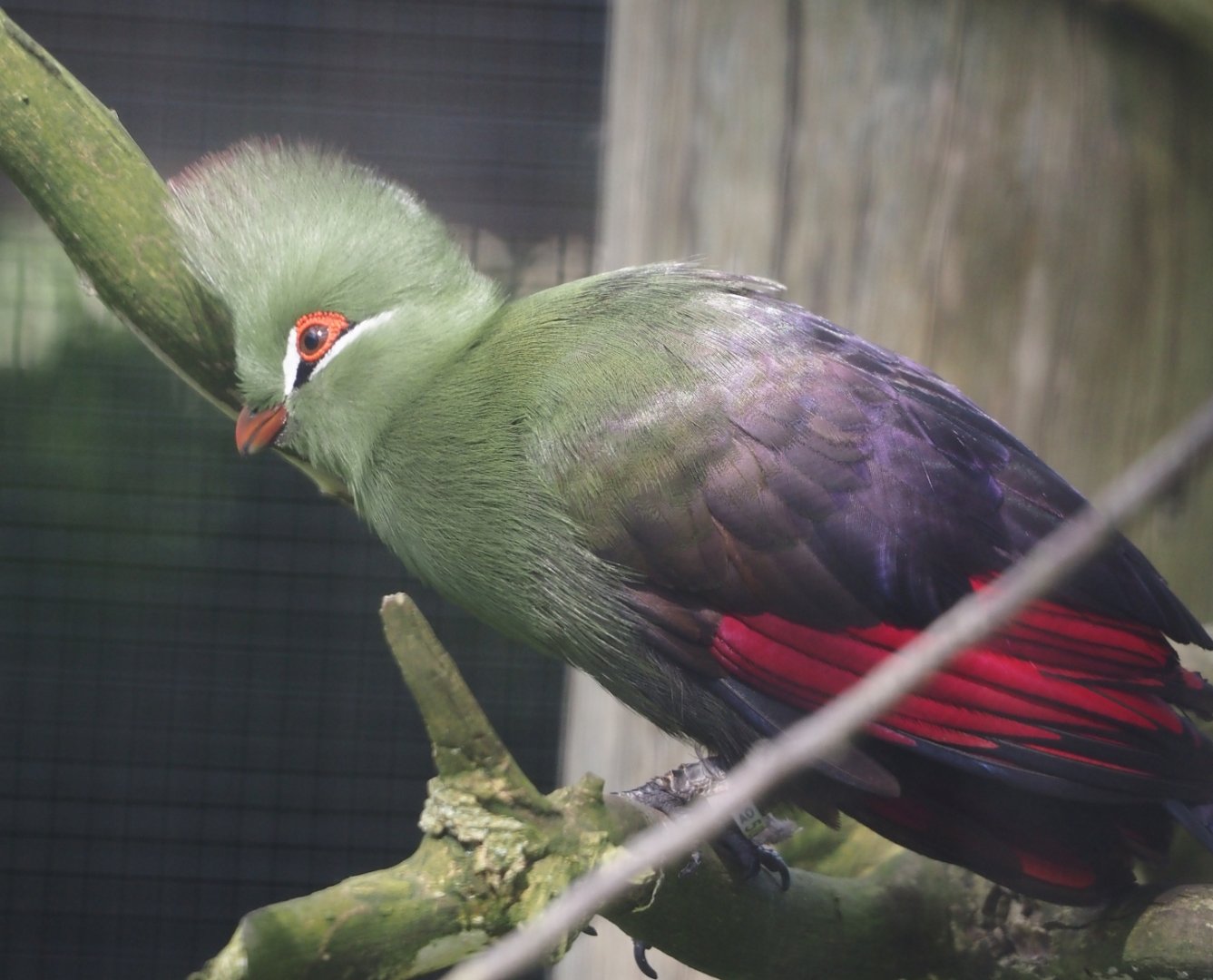 Guinea turaco (Tauraco persa), 2024-06-30