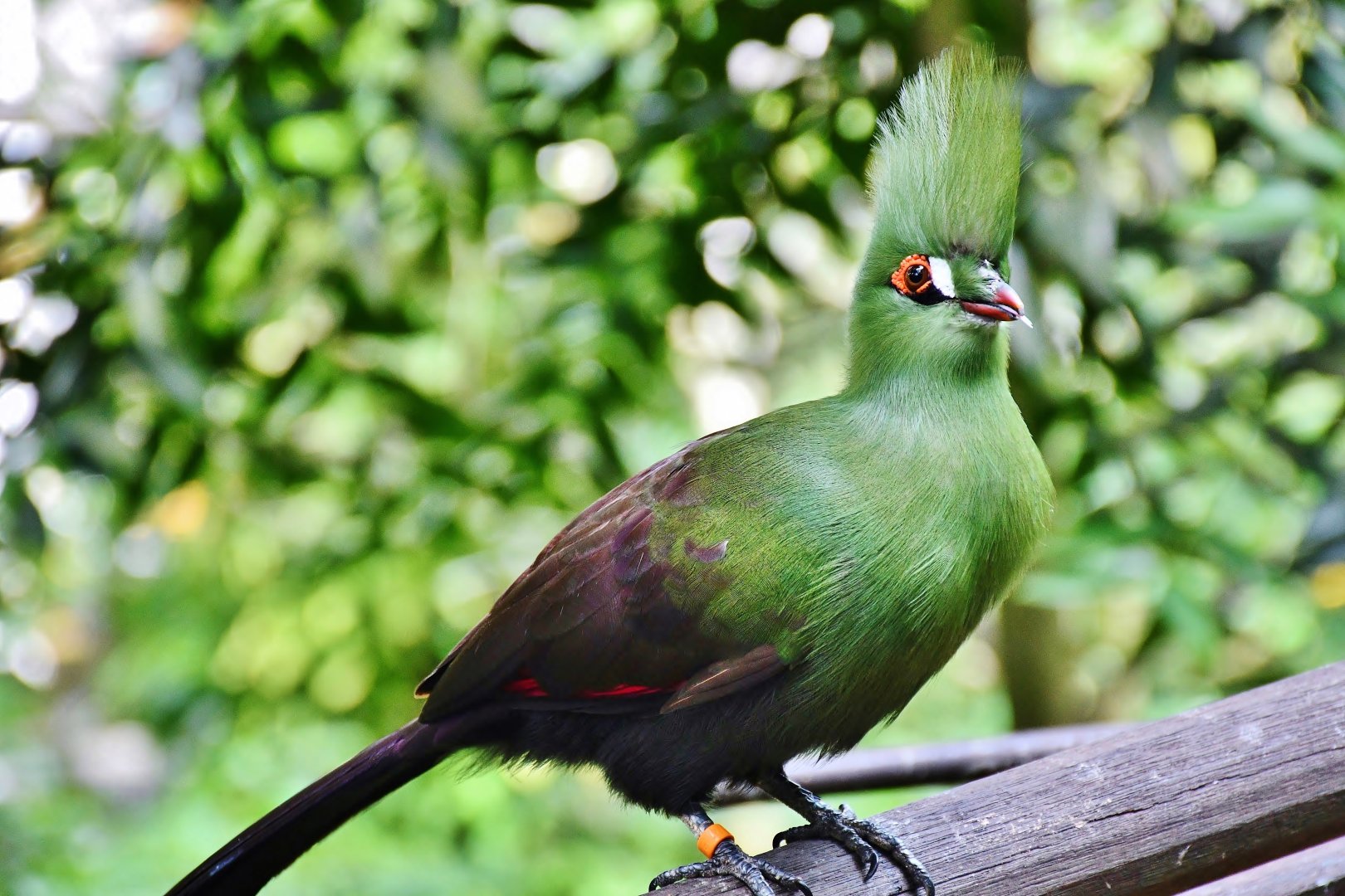 Guinea Turaco (Tauraco persa buffoni)