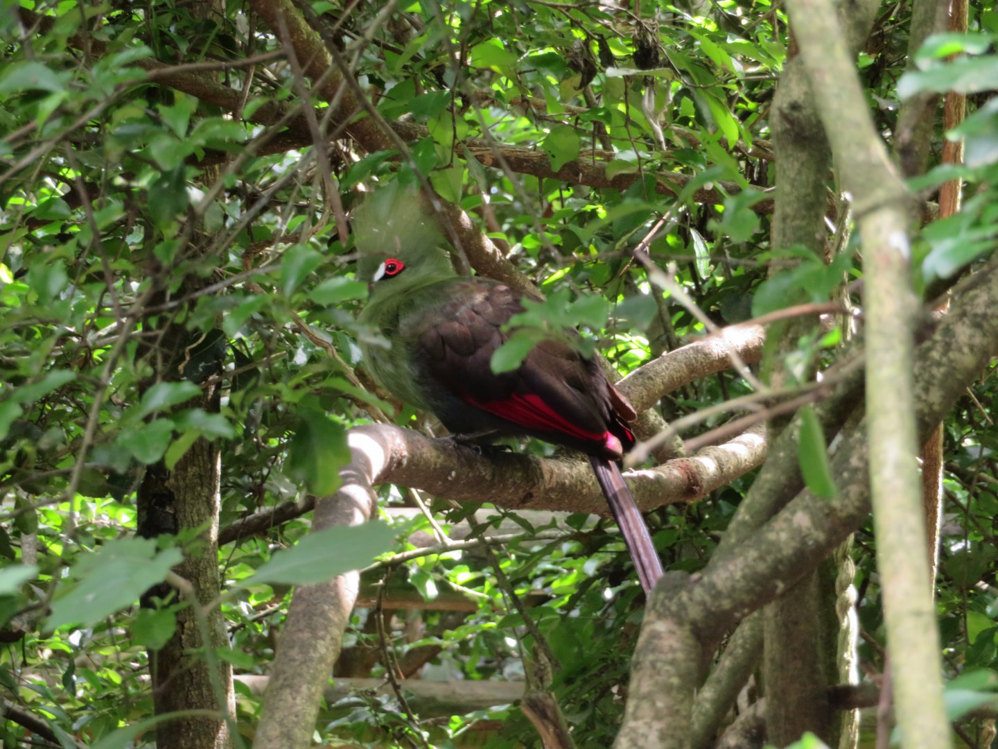 Guinea Turaco (Tauraco persa buffoni)