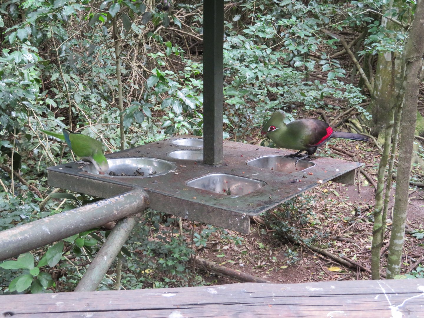 Guinea turaco (Tauraco persa persa) and Monk Parakeet (Myiopsitta monachus)